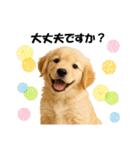 かわいいゴールデンレトリバーの犬スタンプ（個別スタンプ：14）