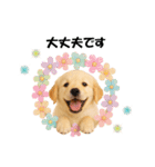 かわいいゴールデンレトリバーの犬スタンプ（個別スタンプ：15）