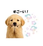 かわいいゴールデンレトリバーの犬スタンプ（個別スタンプ：19）