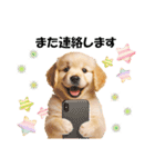 かわいいゴールデンレトリバーの犬スタンプ（個別スタンプ：24）