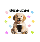 かわいいゴールデンレトリバーの犬スタンプ（個別スタンプ：25）