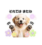 かわいいゴールデンレトリバーの犬スタンプ（個別スタンプ：29）