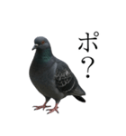 ネタ・爆笑＠「ポ」しか言えないハト（個別スタンプ：1）