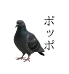 ネタ・爆笑＠「ポ」しか言えないハト（個別スタンプ：2）