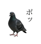 ネタ・爆笑＠「ポ」しか言えないハト（個別スタンプ：4）