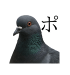 ネタ・爆笑＠「ポ」しか言えないハト（個別スタンプ：5）