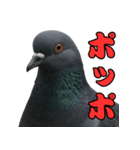 ネタ・爆笑＠「ポ」しか言えないハト（個別スタンプ：7）