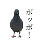 ネタ・爆笑＠「ポ」しか言えないハト（個別スタンプ：9）