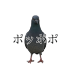 ネタ・爆笑＠「ポ」しか言えないハト（個別スタンプ：10）