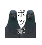 ネタ・爆笑＠「ポ」しか言えないハト（個別スタンプ：11）