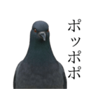 ネタ・爆笑＠「ポ」しか言えないハト（個別スタンプ：12）