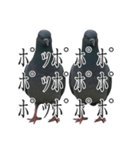 ネタ・爆笑＠「ポ」しか言えないハト（個別スタンプ：13）