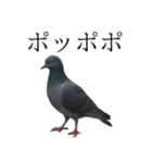 ネタ・爆笑＠「ポ」しか言えないハト（個別スタンプ：15）