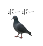 ネタ・爆笑＠「ポ」しか言えないハト（個別スタンプ：18）