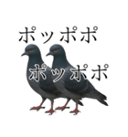 ネタ・爆笑＠「ポ」しか言えないハト（個別スタンプ：19）