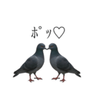 ネタ・爆笑＠「ポ」しか言えないハト（個別スタンプ：20）
