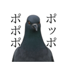 ネタ・爆笑＠「ポ」しか言えないハト（個別スタンプ：22）