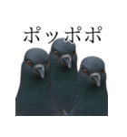 ネタ・爆笑＠「ポ」しか言えないハト（個別スタンプ：23）