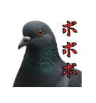 ネタ・爆笑＠「ポ」しか言えないハト（個別スタンプ：24）