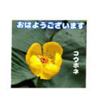 7月のお花を添えて日常のご挨拶（個別スタンプ：1）