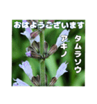 7月のお花を添えて日常のご挨拶（個別スタンプ：2）