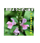 7月のお花を添えて日常のご挨拶（個別スタンプ：3）