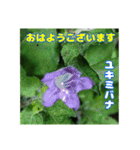7月のお花を添えて日常のご挨拶（個別スタンプ：4）