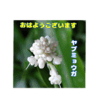 7月のお花を添えて日常のご挨拶（個別スタンプ：5）