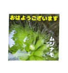 7月のお花を添えて日常のご挨拶（個別スタンプ：6）