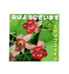 7月のお花を添えて日常のご挨拶（個別スタンプ：7）
