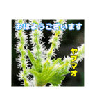 7月のお花を添えて日常のご挨拶（個別スタンプ：8）