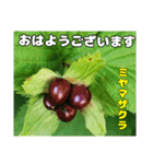 7月のお花を添えて日常のご挨拶（個別スタンプ：9）