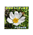 7月のお花を添えて日常のご挨拶（個別スタンプ：10）