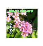 7月のお花を添えて日常のご挨拶（個別スタンプ：12）