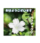 7月のお花を添えて日常のご挨拶（個別スタンプ：13）