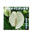 7月のお花を添えて日常のご挨拶（個別スタンプ：14）