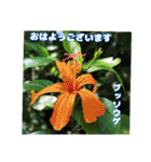 7月のお花を添えて日常のご挨拶（個別スタンプ：15）