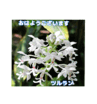 7月のお花を添えて日常のご挨拶（個別スタンプ：16）