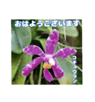 7月のお花を添えて日常のご挨拶（個別スタンプ：17）