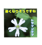 7月のお花を添えて日常のご挨拶（個別スタンプ：19）
