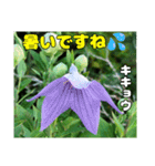 7月のお花を添えて日常のご挨拶（個別スタンプ：21）