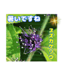 7月のお花を添えて日常のご挨拶（個別スタンプ：22）
