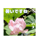 7月のお花を添えて日常のご挨拶（個別スタンプ：23）