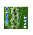 7月のお花を添えて日常のご挨拶（個別スタンプ：25）