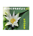 7月のお花を添えて日常のご挨拶（個別スタンプ：26）