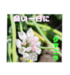 7月のお花を添えて日常のご挨拶（個別スタンプ：27）