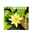 7月のお花を添えて日常のご挨拶（個別スタンプ：28）