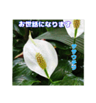 7月のお花を添えて日常のご挨拶（個別スタンプ：29）