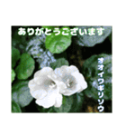 7月のお花を添えて日常のご挨拶（個別スタンプ：33）