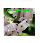 7月のお花を添えて日常のご挨拶（個別スタンプ：34）